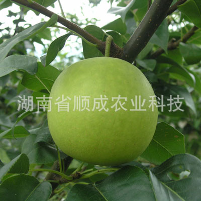 初夏綠 梨樹
