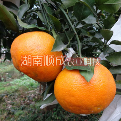 春見雜柑 又名春見、春見桔橙